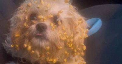Cheeky pup left covered in sugar puffs after breaking into cereal cupboard - www.manchestereveningnews.co.uk