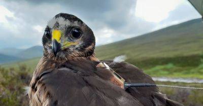 Wildlife crime probe launched after 'suspicious disappearance' of rare bird of prey - www.dailyrecord.co.uk - Scotland