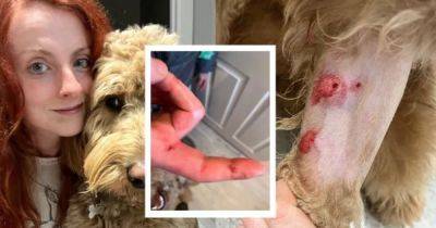 Scots couple attacked by 'out of control' dogs who mauled pet - www.dailyrecord.co.uk - Scotland - county Bailey