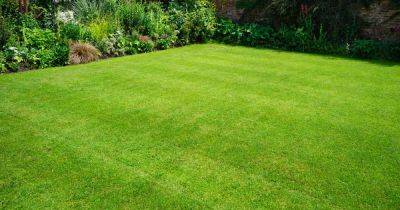 Gardener gets perfect lawn edges with 'easy' trick 'used by the pros' - www.dailyrecord.co.uk