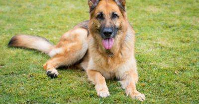XL Bully ban could see German Shepherd take top spot as Scotland's most wanted ‘aggressive' dog - www.dailyrecord.co.uk - Britain - Scotland - Ireland - Germany