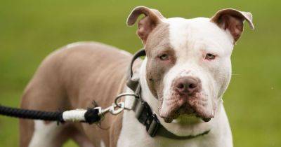Vets have faced 'abuse and threats' from XL bully owners over ban - www.manchestereveningnews.co.uk - Britain