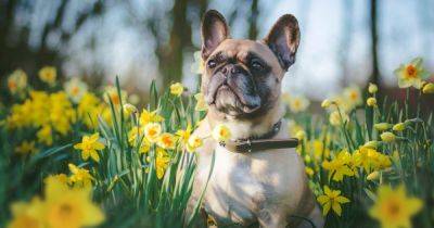 Vet's warning over Mother's Day flowers that could kill your pets - www.manchestereveningnews.co.uk - Britain