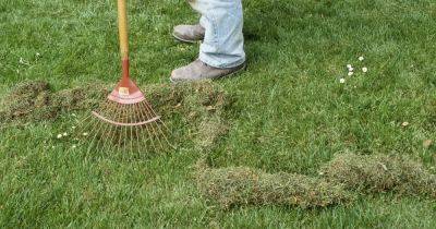 Lawn expert's 'best method' to remove moss from your grass and stop it returning - www.dailyrecord.co.uk