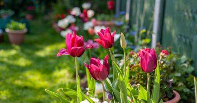 Monty Don shares 10-second tulip hack to ensure flowers 'last longer' - www.dailyrecord.co.uk