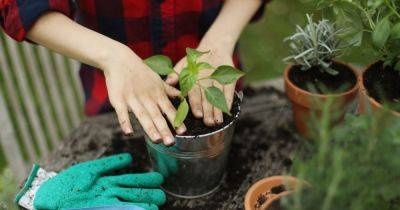 Gardening expert shares simple life hack for potting new flowers and plants - www.dailyrecord.co.uk