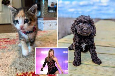 Taylor Swift-inspired pet names surge ahead of ‘Tortured Poets Department’ release - nypost.com - Australia - county Swift