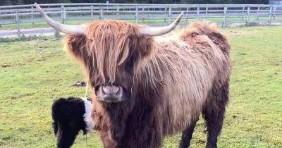 Farmer stunned as Highland Cow gives birth to unrecognisable calf - www.dailyrecord.co.uk - Scotland