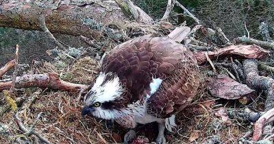 Osprey at Perthshire wildlife reserve lays her first egg of the season - www.dailyrecord.co.uk - Scotland - parish Iberia