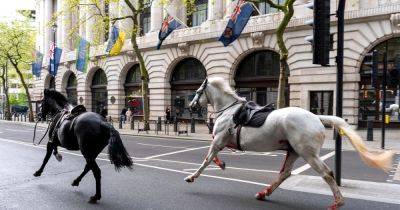 Runaway horses expected to make full recovery after stampeding through streets of London - www.dailyrecord.co.uk - Britain - county Buckingham