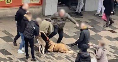 XL Bully attack filmed on Scots street as desperate witnesses try to unlock dog's jaws - www.dailyrecord.co.uk - Scotland - Iceland
