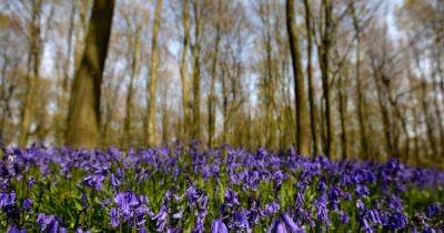 The best places to see bluebells near Greater Manchester this spring - www.manchestereveningnews.co.uk - Manchester