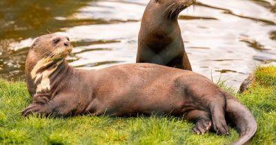 Rare giant otter arrives at Chester Zoo in attempt to help save species from extinction - www.manchestereveningnews.co.uk - Britain - Manchester - city Budapest - Argentina - Uruguay