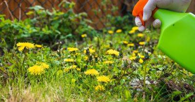 Four handy ways to remove dandelions without turning to chemicals or white vinegar - www.dailyrecord.co.uk