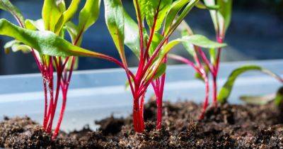 Garden expert shares must-do seedlings task in 'early May' before summer arrives - www.dailyrecord.co.uk - Scotland