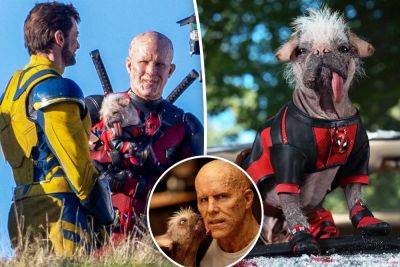 UK’s ‘ugliest dog’ becomes Hollywood royalty — starring in ‘Deadpool & Wolverine’ - nypost.com - Britain - China